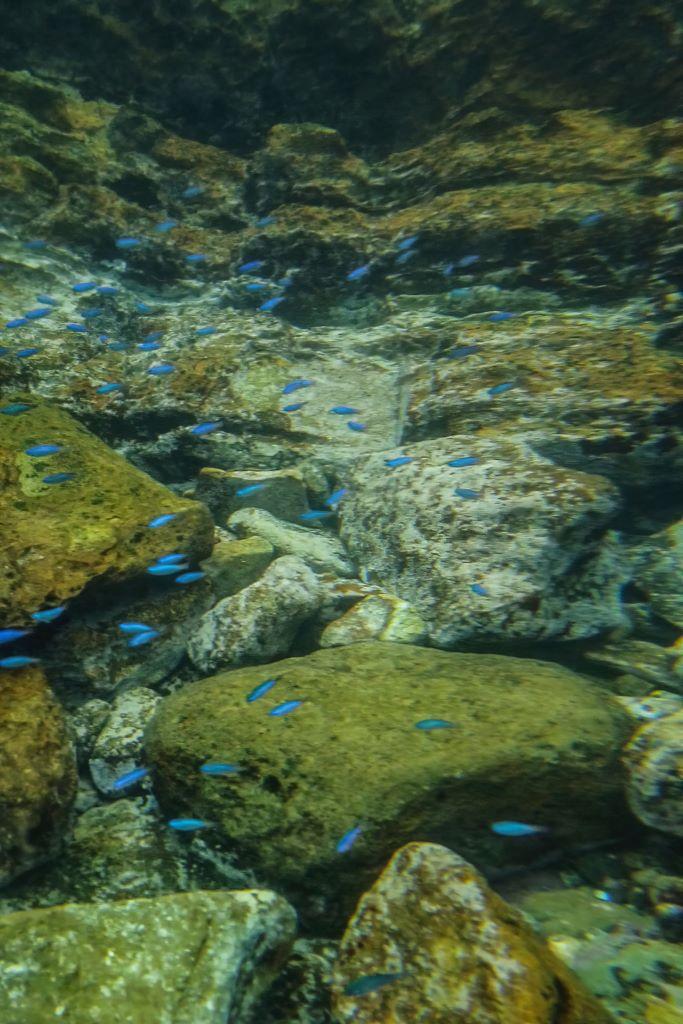 un banc de poissons bleus sous l'eau dans l'archipel de Goto au Japon