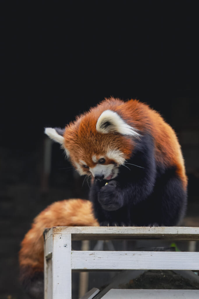 Panda roux du zoo de Hamamatsu