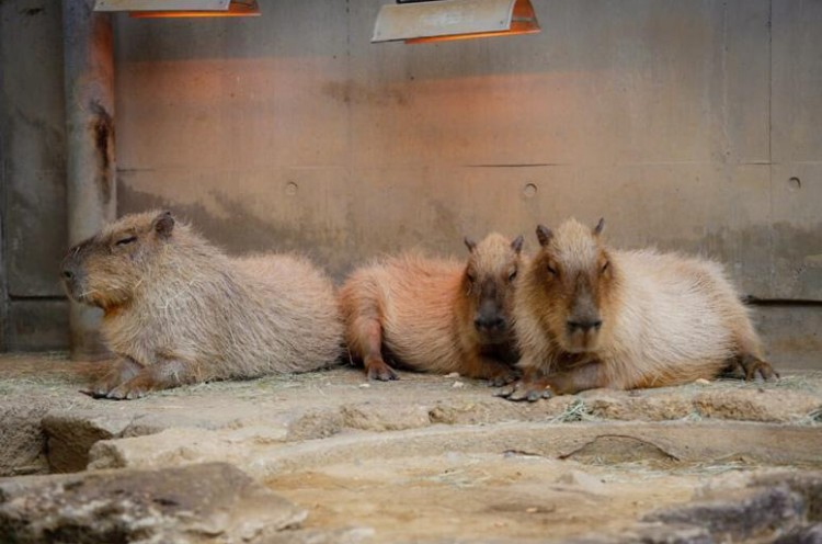 Capybaras du zoo de Hamamatsu