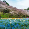 Le splendide parc floral de Hamamatsu