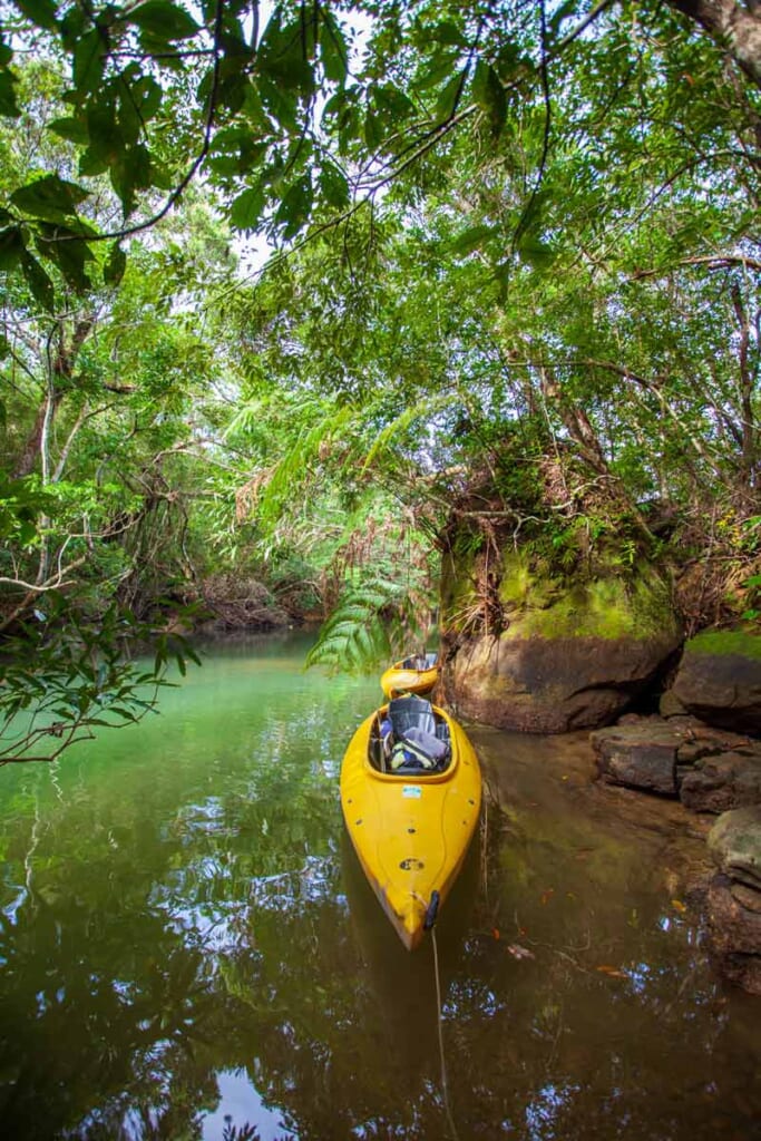 kayak et mangrove dans les îles Yaeyama