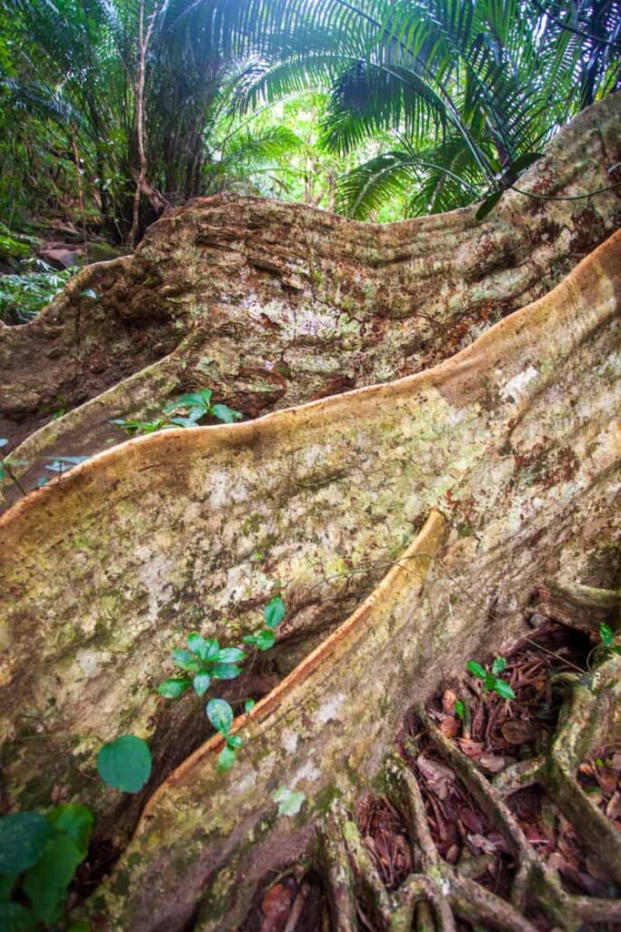 racines géantes dans la jungle d'Iriomote