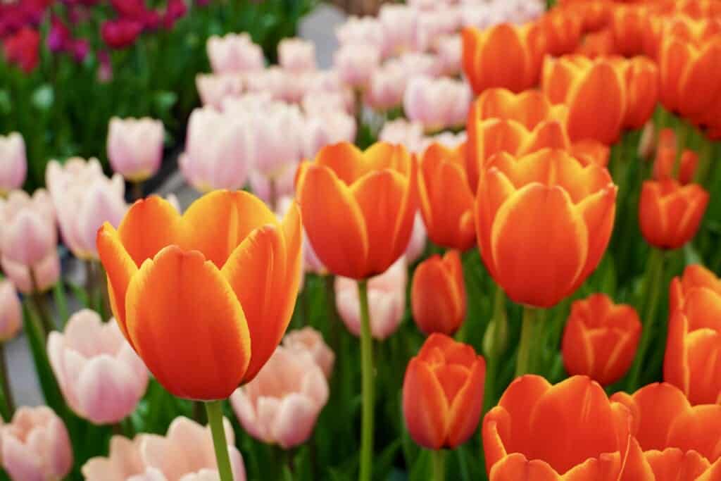 Assortiment de tulipes au Japon