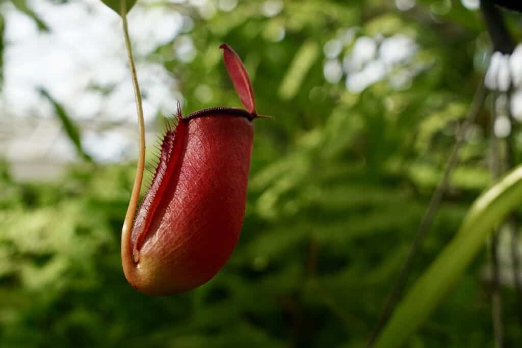 une plante carnivore nepenthes