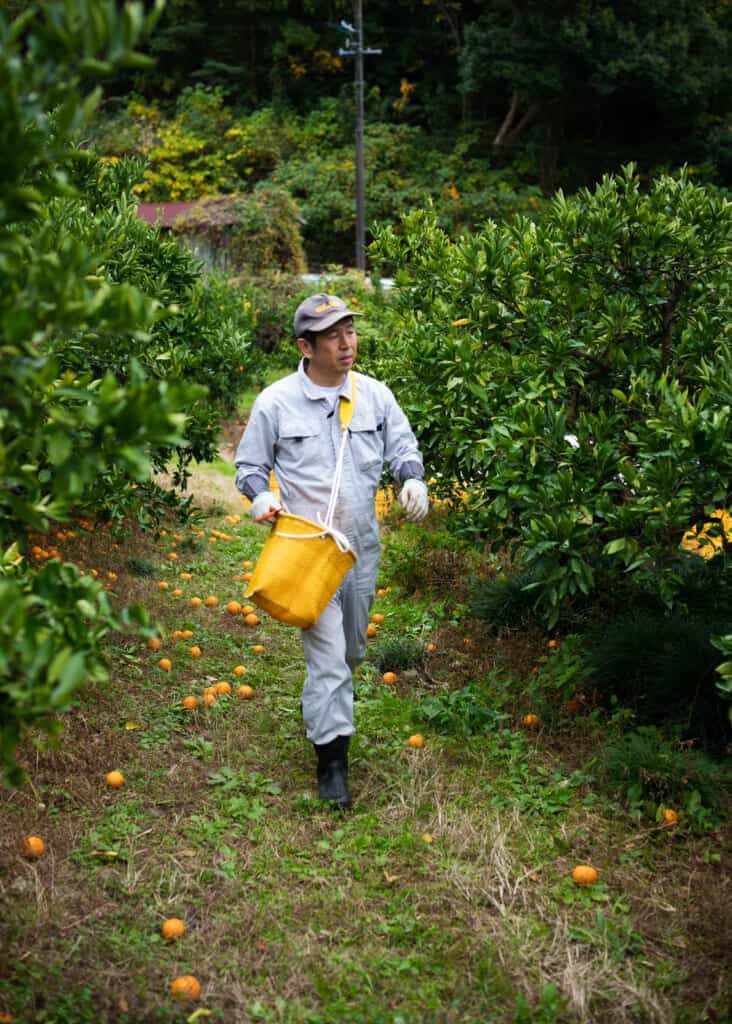 Un fermier japonais ramassant des fruits dans un champs d'agrumes