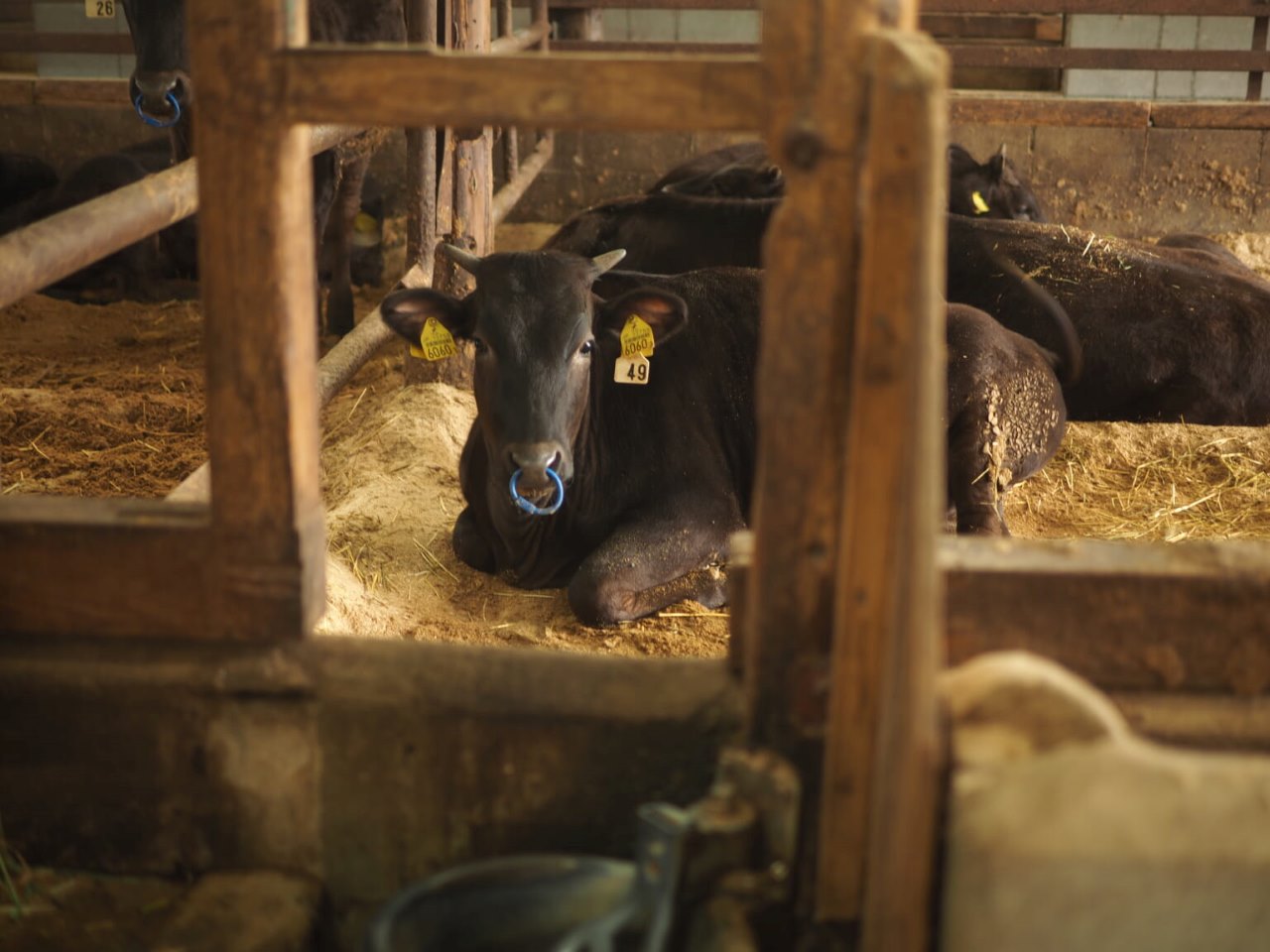 Le bœuf de Kobe de l