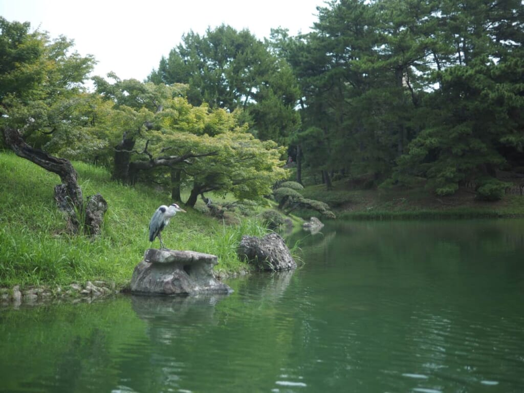 jardin japonais et héron
