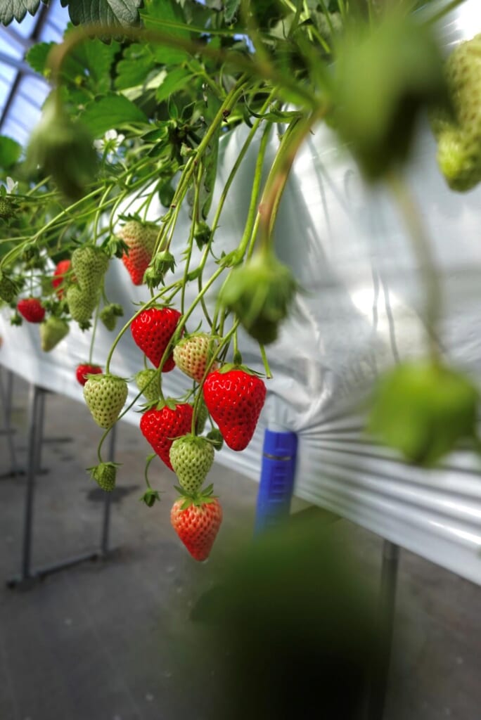 Cueillette de fraises à Helena Strawberry Land de la préfecture de Fukushima