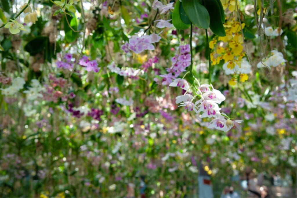 teamLab Planets TOKYO's Floating Flower Garden