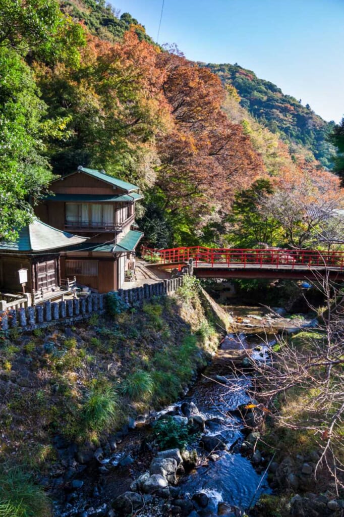 Arbres aux feuillages rouges durant l'automne au Japon