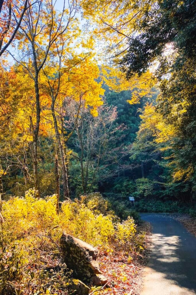 Sentier menant dans une forêt durant l'automne au Japon
