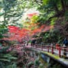Chemin de randonnée et érable japonais durant l'automne au Japon