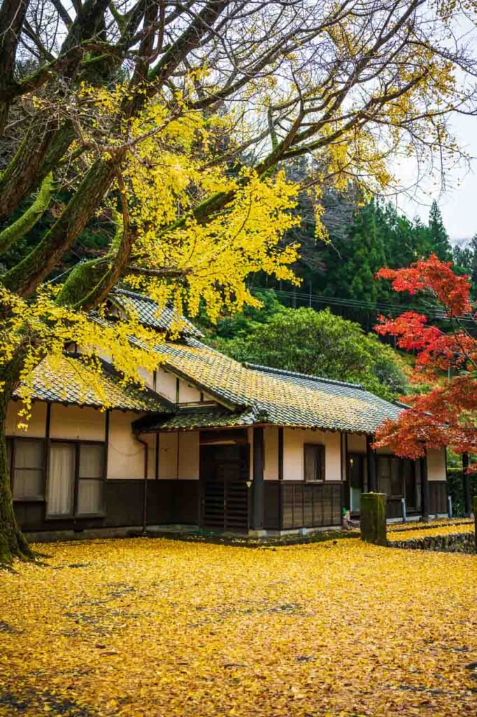 Feuilles de ginko jaune tombées en automne à Hamamatsu