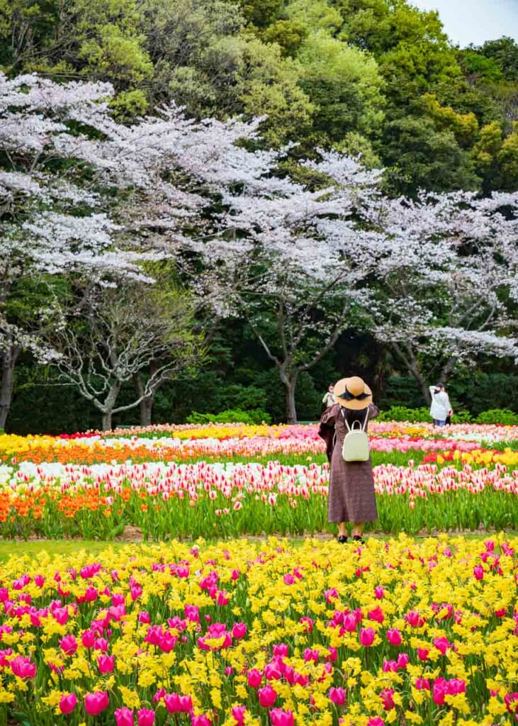 Une femme photographie des cerisiers en fleurs et des tulipes au parc floral de Hamamatsu