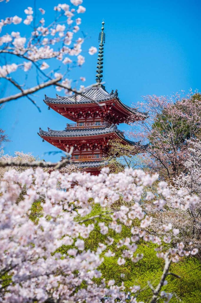 Cerisiers en fleurs et pagode rouge à trois étages à Hamamatsu