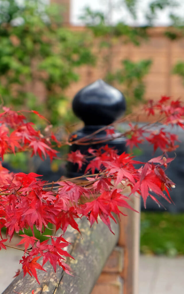 La saison des momiji