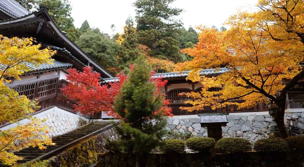 Les couleurs de l'automne au Japon