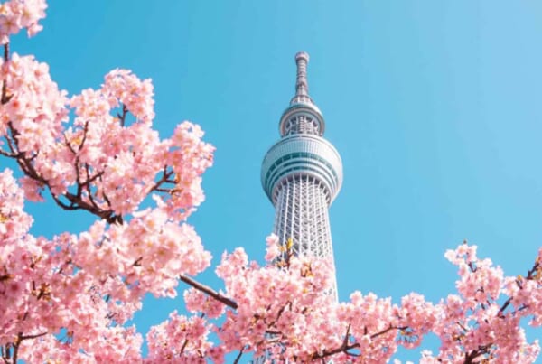 La Tokyo Skytree et les sakura