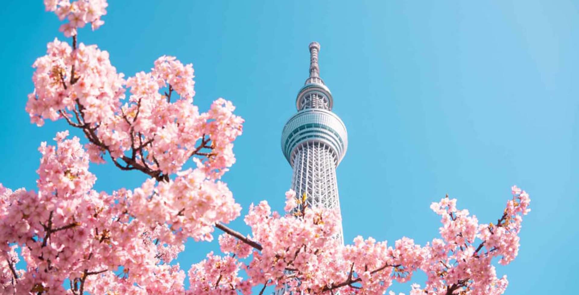 La Tokyo Skytree et les sakura