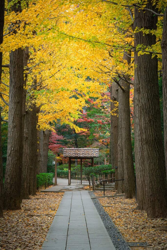 Jardin japonais au parc Ogikubo