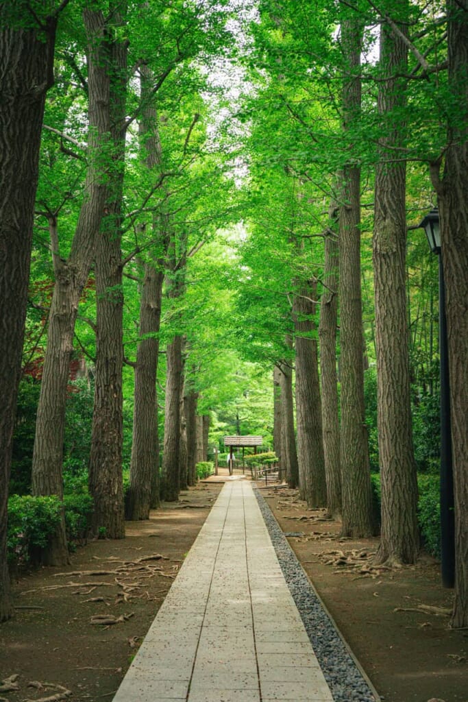 Jardin japonais au parc Ogikubo