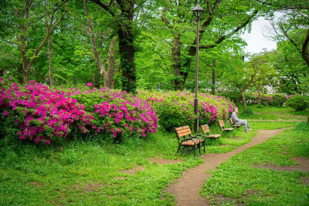 Azalées au parc Zenpukuji