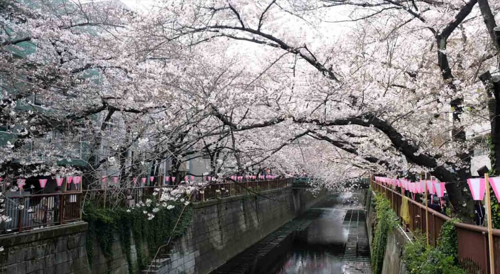 Les cerisiers en fleurs à Nakameguro