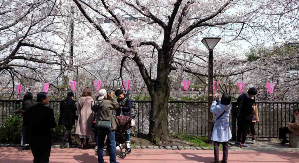 Sakura à Meguro