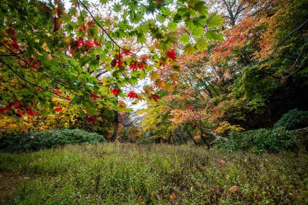 Un automne à Nikko