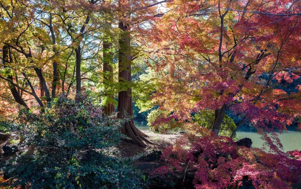 Le Shinjuku Gyoen en automne au Japon