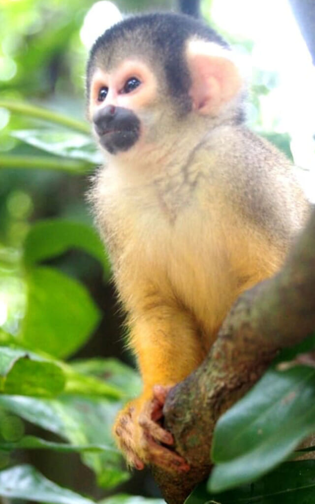 Singe à Ishigaki