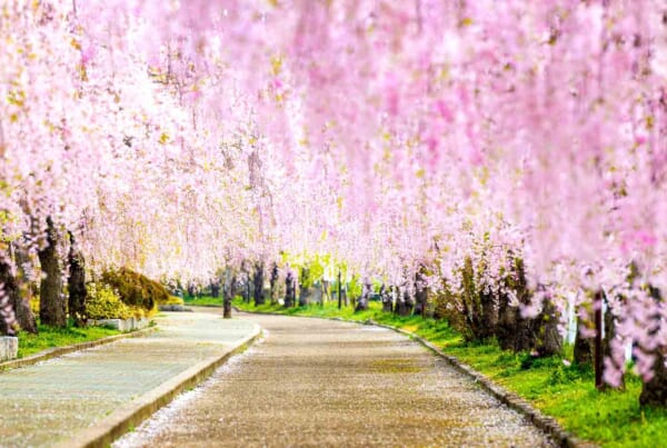 Sakura dans le Tohoku