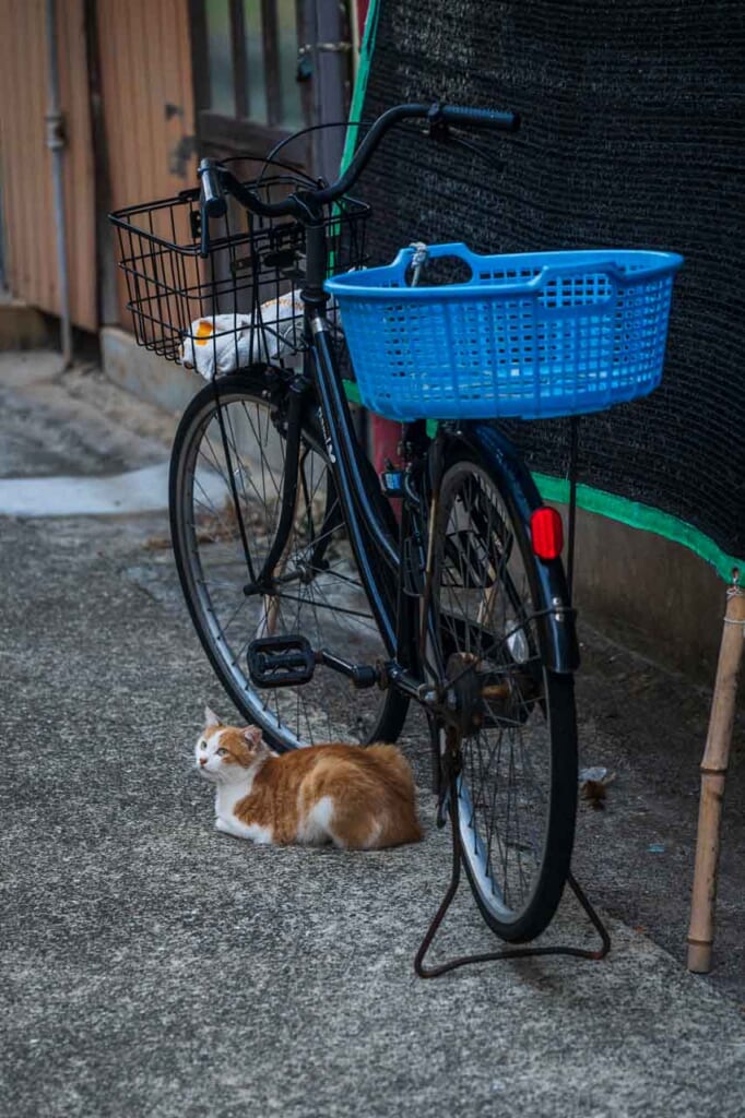 Vélo et chat sur l'île d'Ojika à Nagasaki