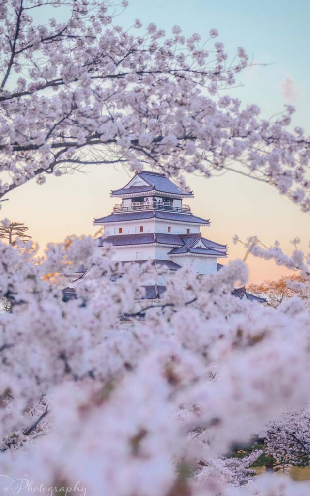 Sakura dans le Tohoku