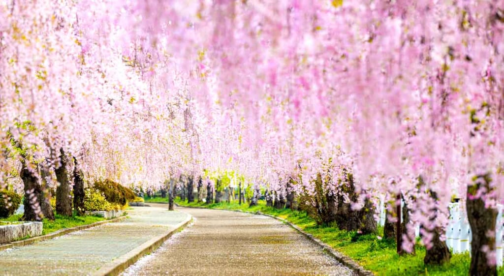 Cerisiers en fleurs dans le Tohoku