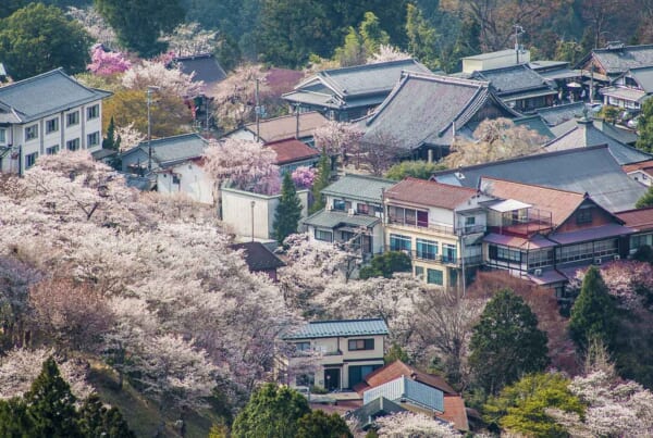 Yoshino / Unsplash Quentin Mahe