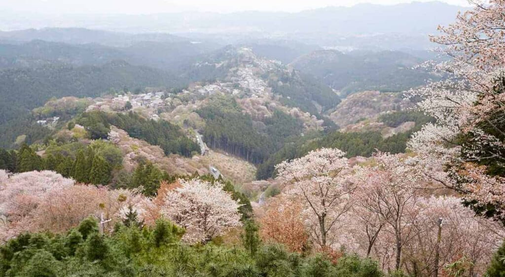 Les milliers de sakura