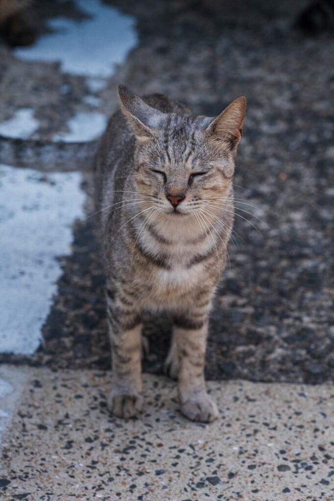 Chat sur l'île d'Ojika à Nagasaki