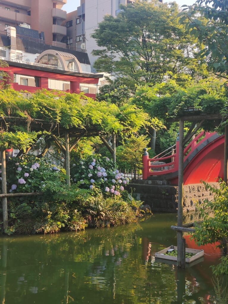 Kameido Tenjin hortensias