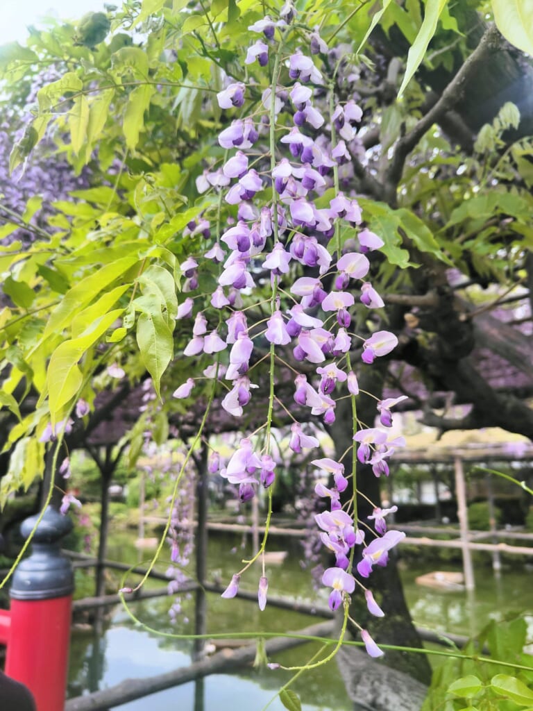 Kameido Tenjin glycines