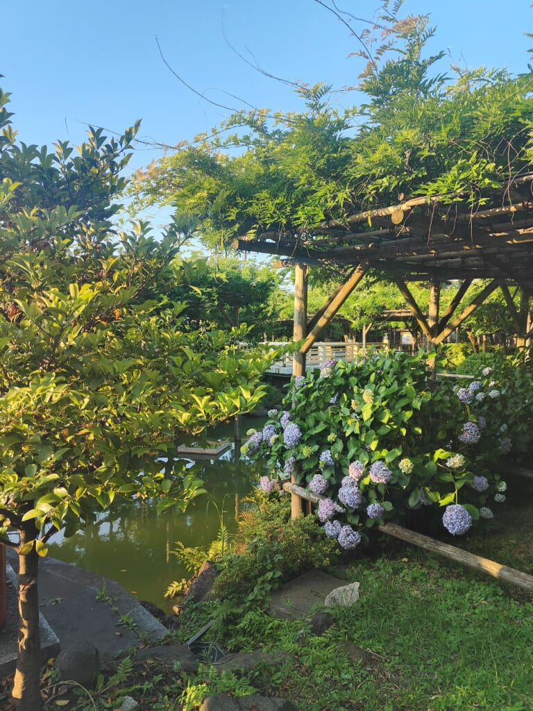 Kameido Tenjin hortensias