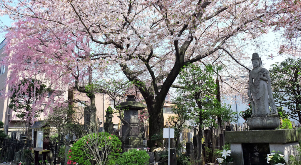 Cerisiers en fleurs à Yanaka