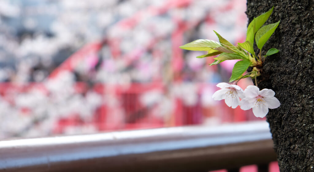 Sakura à Nakameguro