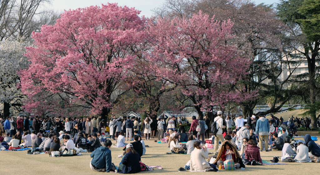 Un hanami bondé à Tokyo