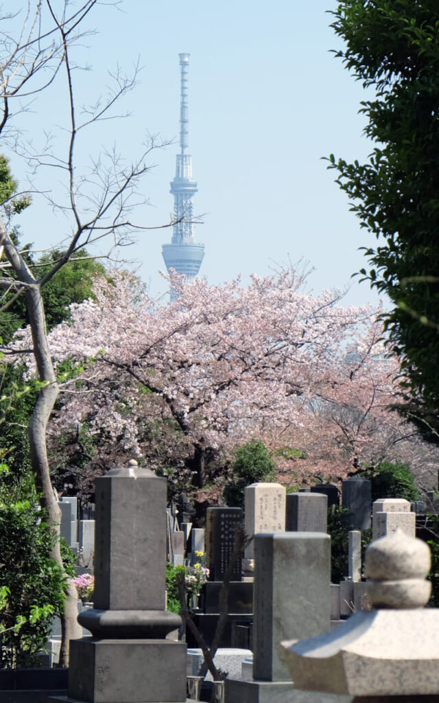 La Skytree et les sakura