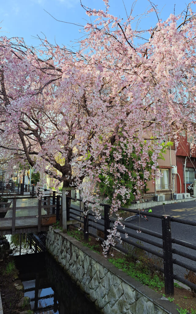 Un cerisier à Tokyo