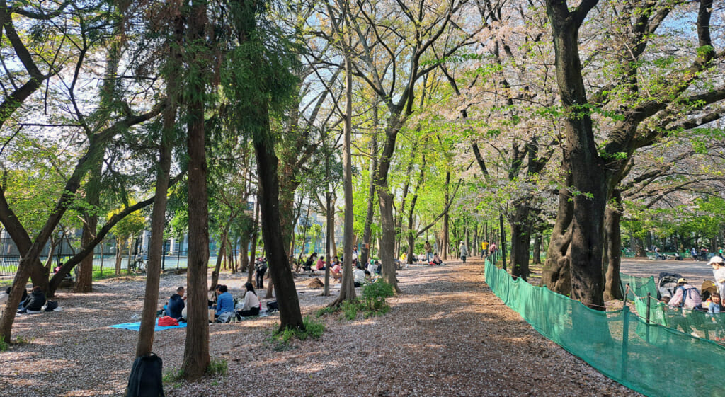 Hanami au printemps