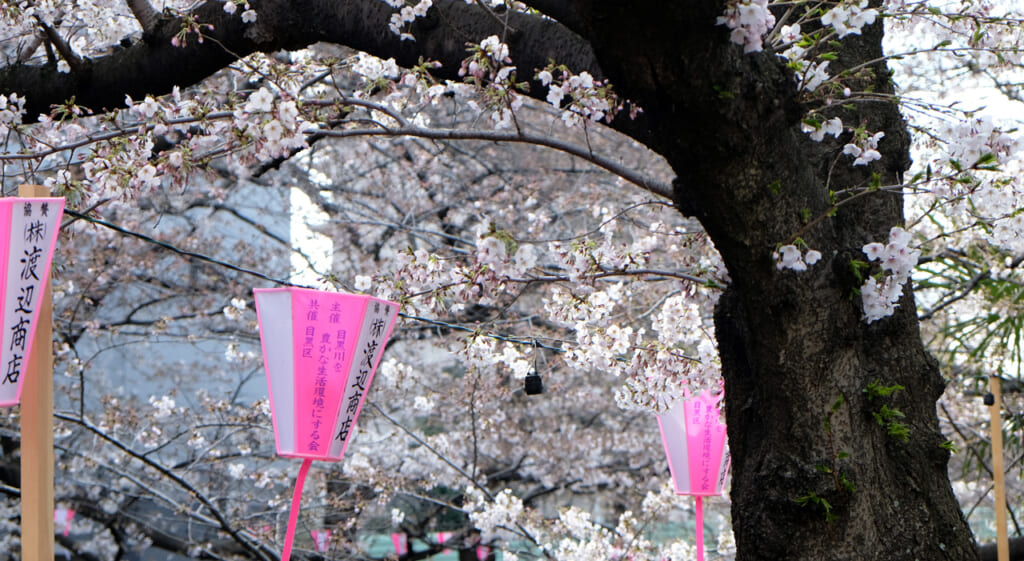 Meguro et ses sakura