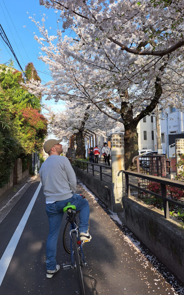 Balade dans les rues de Tokyo pendant les cerisiers en fleurs