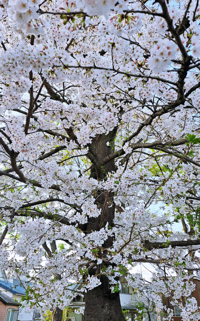 Cerisiers en fleurs au Japon